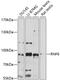 Ring Finger Protein 6 antibody, 15-610, ProSci, Western Blot image 