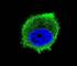 TNF receptor-associated factor 2 antibody, F40259-0.4ML, NSJ Bioreagents, Immunofluorescence image 