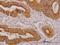 NDRG Family Member 4 antibody, H00065009-M01, Novus Biologicals, Immunohistochemistry frozen image 