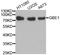 GLGB antibody, STJ23757, St John