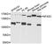 Neurofascin antibody, LS-B14885, Lifespan Biosciences, Western Blot image 