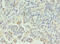 C-Type Lectin Domain Family 1 Member A antibody, CSB-PA843319LA01HU, Cusabio, Immunohistochemistry paraffin image 