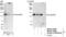 C2 Calcium Dependent Domain Containing 5 antibody, NB100-74596, Novus Biologicals, Western Blot image 