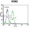 Protocadherin Alpha 6 antibody, abx026730, Abbexa, Western Blot image 