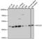 GTP-specific succinyl-CoA synthetase subunit beta antibody, A8976, ABclonal Technology, Western Blot image 