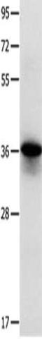 Myozenin 1 antibody, CSB-PA554071, Cusabio, Western Blot image 