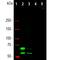 Lamin A/C antibody, M00438-1, Boster Biological Technology, Western Blot image 