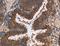 Leucine Rich Repeat Containing 57 antibody, LS-C401818, Lifespan Biosciences, Immunohistochemistry frozen image 