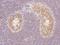 Myocardin Related Transcription Factor A antibody, 205445-T10, Sino Biological, Immunohistochemistry paraffin image 