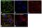 Glutamate Dehydrogenase 2 antibody, PA5-29492, Invitrogen Antibodies, Immunofluorescence image 