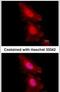 Forkhead Box O1 antibody, MA1-23236, Invitrogen Antibodies, Immunofluorescence image 