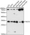 Translational Activator Of Cytochrome C Oxidase I antibody, A15445, ABclonal Technology, Western Blot image 