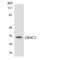 Olfactory Receptor Family 4 Subfamily C Member 3 antibody, LS-C200356, Lifespan Biosciences, Western Blot image 