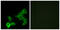 G Protein-Coupled Bile Acid Receptor 1 antibody, abx015316, Abbexa, Immunofluorescence image 