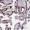 Paternally Expressed 10 antibody, NBP2-13749, Novus Biologicals, Immunohistochemistry frozen image 