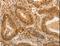 Adrenoceptor Alpha 1B antibody, LS-C402150, Lifespan Biosciences, Immunohistochemistry paraffin image 