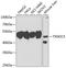 Thioredoxin Domain Containing 5 antibody, A7315, ABclonal Technology, Western Blot image 