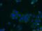 OTU Deubiquitinase 6A antibody, 24486-1-AP, Proteintech Group, Immunofluorescence image 