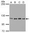 Signal Transducer And Activator Of Transcription 2 antibody, LS-B12456, Lifespan Biosciences, Western Blot image 