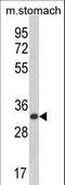 CDP-diacylglycerol--inositol 3-phosphatidyltransferase antibody, LS-C168611, Lifespan Biosciences, Western Blot image 