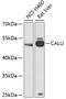 Calumenin antibody, 14-405, ProSci, Western Blot image 