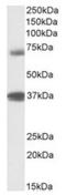 Tripartite Motif Containing 29 antibody, AP23714PU-N, Origene, Western Blot image 
