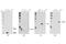 NEDD8 Ubiquitin Like Modifier antibody, 2754S, Cell Signaling Technology, Western Blot image 