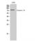 Calpain 10 antibody, LS-C382398, Lifespan Biosciences, Western Blot image 