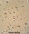 WAS/WASL Interacting Protein Family Member 2 antibody, abx026019, Abbexa, Immunohistochemistry frozen image 