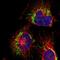 TBC1 Domain Family Member 32 antibody, PA5-53057, Invitrogen Antibodies, Immunofluorescence image 