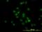 Histone Deacetylase 1 antibody, orb95094, Biorbyt, Immunofluorescence image 