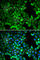 PDZ And LIM Domain 5 antibody, A5720, ABclonal Technology, Immunofluorescence image 
