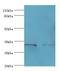 Ectodysplasin A2 Receptor antibody, LS-C379862, Lifespan Biosciences, Western Blot image 