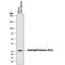 Elastase, Neutrophil Expressed antibody, MAB4517, R&D Systems, Western Blot image 