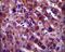 Paraoxonase 1 antibody, PA5-24178, Invitrogen Antibodies, Immunohistochemistry frozen image 