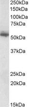 Copine 1 antibody, PA5-19137, Invitrogen Antibodies, Western Blot image 