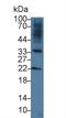 R-Spondin 3 antibody, LS-C373790, Lifespan Biosciences, Western Blot image 