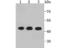 ETS Proto-Oncogene 1, Transcription Factor antibody, NBP2-66826, Novus Biologicals, Western Blot image 