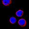 CD69 Molecule antibody, MAB2359, R&D Systems, Immunofluorescence image 