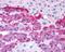 Endothelin Receptor Type B antibody, NLS54, Novus Biologicals, Immunohistochemistry frozen image 