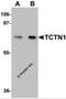 Tectonic Family Member 1 antibody, 5833, ProSci, Western Blot image 