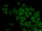 RNA Binding Motif Protein 4 antibody, 60292-1-Ig, Proteintech Group, Immunofluorescence image 
