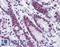Histone Deacetylase 1 antibody, LS-B6094, Lifespan Biosciences, Immunohistochemistry frozen image 