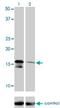 Angiotensin II Receptor Associated Protein antibody, H00057085-M02, Novus Biologicals, Western Blot image 