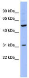 RNA Binding Motif Single Stranded Interacting Protein 3 antibody, TA345701, Origene, Western Blot image 
