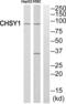 Chondroitin Sulfate Synthase 1 antibody, abx014361, Abbexa, Western Blot image 