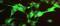 Contactin Associated Protein Like 2 antibody, ab33994, Abcam, Immunofluorescence image 