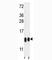 Histone Cluster 4 H4 antibody, F49271-0.4ML, NSJ Bioreagents, Western Blot image 