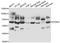 Dual Specificity Tyrosine Phosphorylation Regulated Kinase 2 antibody, A03498-1, Boster Biological Technology, Western Blot image 