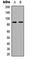 Ring Finger And WD Repeat Domain 3 antibody, abx121703, Abbexa, Western Blot image 